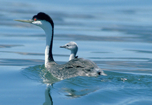FRCduck